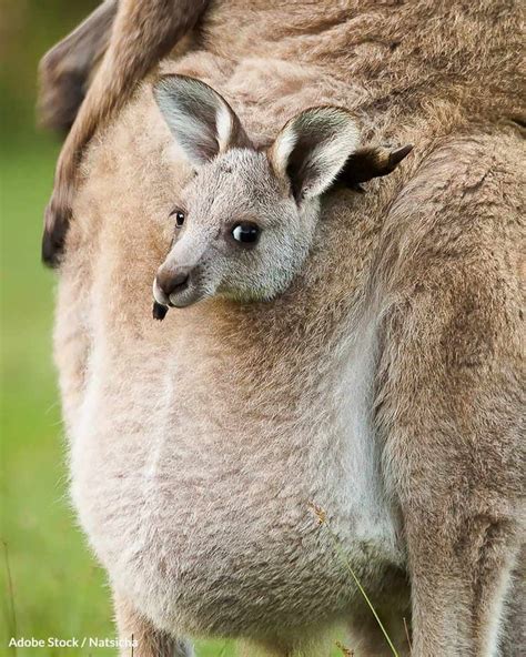 South Carolina and West Virginia only require permits for wild animals native to the state e. . Why is kangaroo banned in california